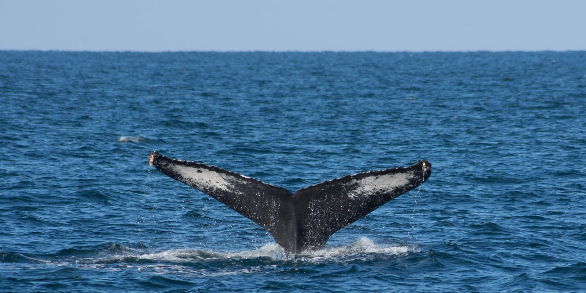 En Puerto Vallarta se ofrecen variedad de tours para el avistamiento de ballenas