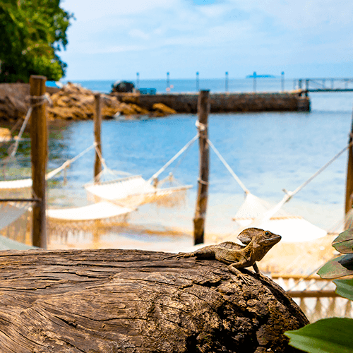 Turismo Responsable, más que una tendencia de viaje y por qué Puerto Vallarta es ideal para ello