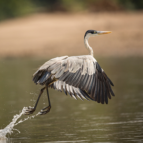 Los mejores lugares para fotografía de naturaleza en Puerto Vallarta