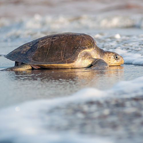 El ABC de la liberación de tortugas marinas en Puerto Vallarta