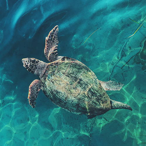 Liberación de tortugas marinas en Puerto Vallarta: una fantástica experiencia para toda la familia