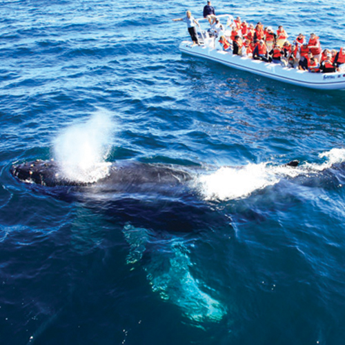 Avistamiento de ballenas en Puerto Vallarta: Una aventura natural inolvidable