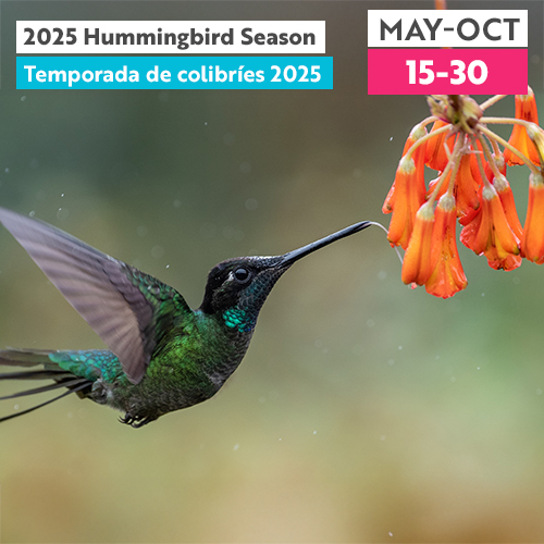 Temporada de colibríes 2025