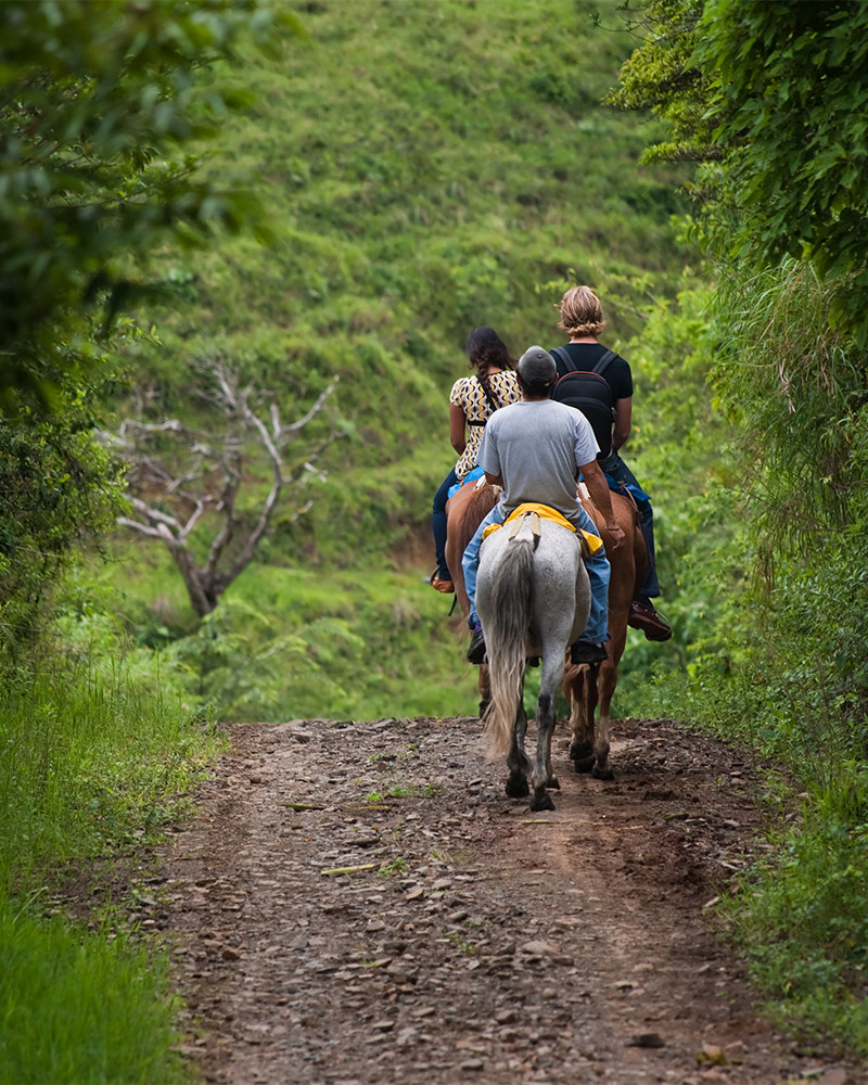 Paseos a caballo en Puerto Vallarta