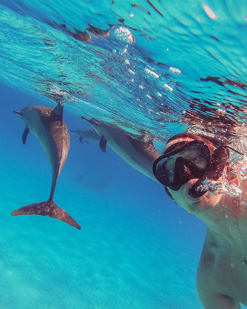 Nado con delfines en Puerto Vallarta