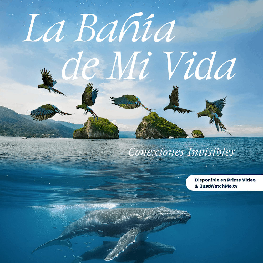 ‘La bahía de mi vida’: Puerto Vallarta en su forma más humana y profunda