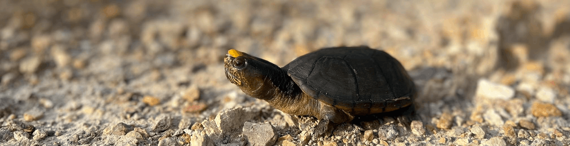 La tortuga más pequeña del mundo vive en Puerto Vallarta (y necesita tu ayuda)