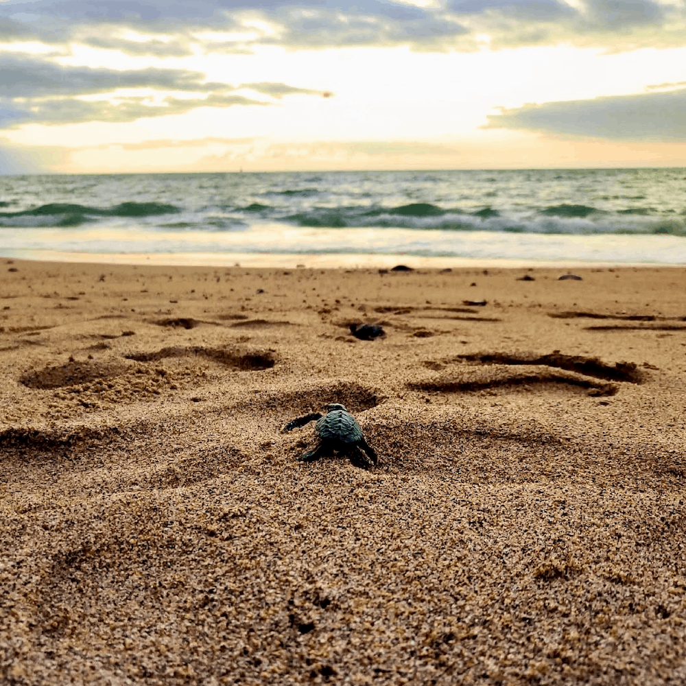 Liberación de tortugas en Puerto Vallarta: 5 hoteles para vivir la experiencia