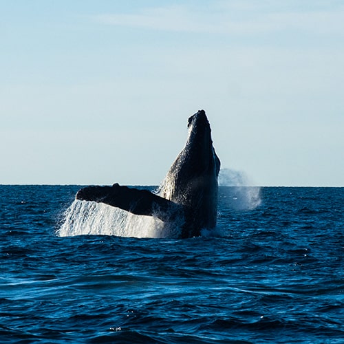 Gloriosas Ballenas jorobadas en Puerto Vallarta