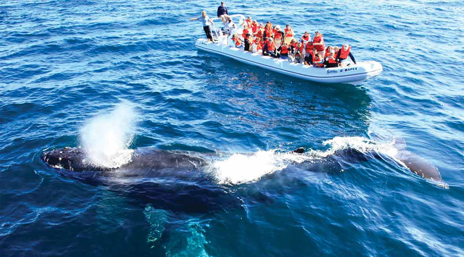Tours para avistamiento de ballenas en Puerto Vallarta