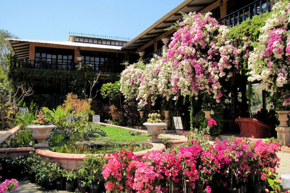 El Jardín Botánico de Puerto Vallarta nominado como uno de los mejores de Norteamérica