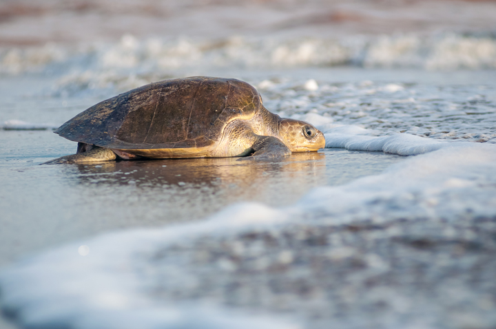 Vive la Experiencia de liberar de tortugas en Puerto Vallarta