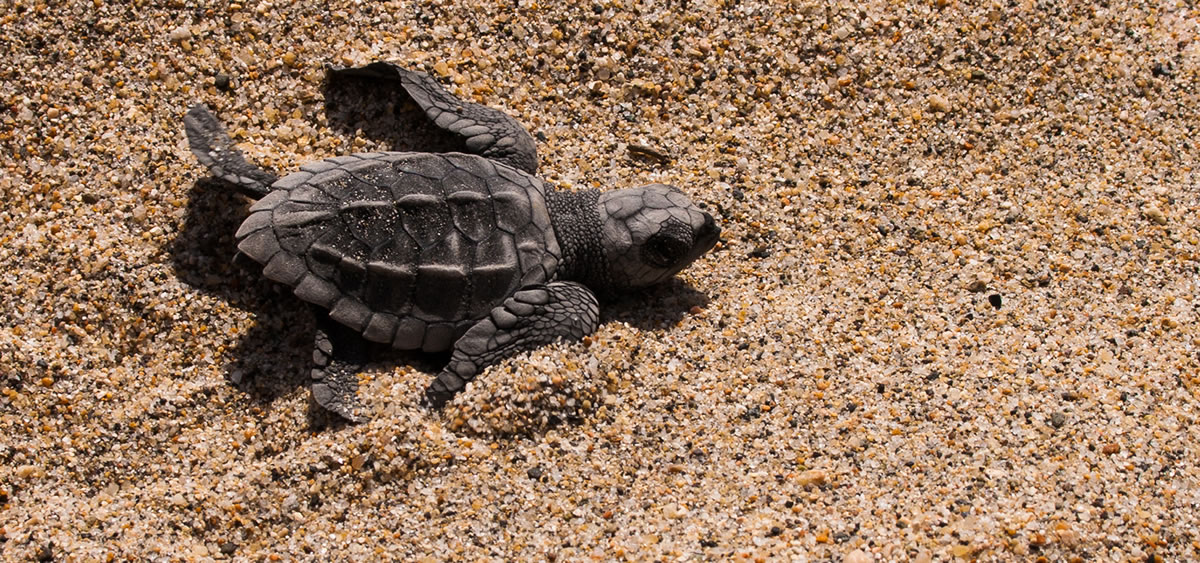 Liberación de tortugas en Puerto Vallarta