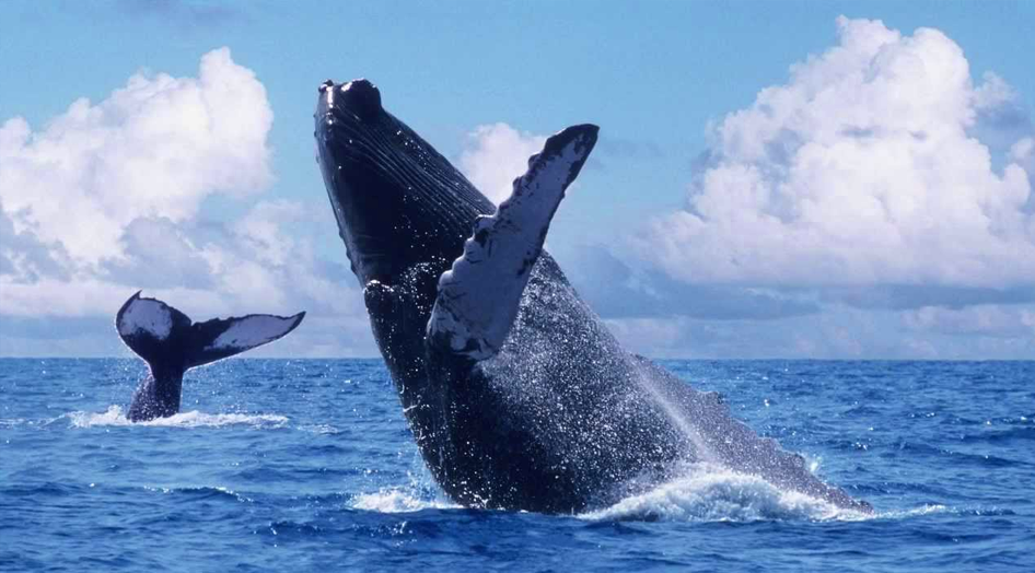 4 razones para no perderte las ballenas en Puerto Vallarta