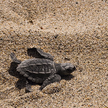 Vive la Maravillosa Experiencia de la Liberación de Tortugas Marinas