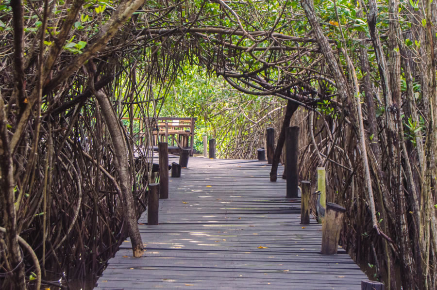 Estero El Salado, una reserva natural en Puerto Vallarta