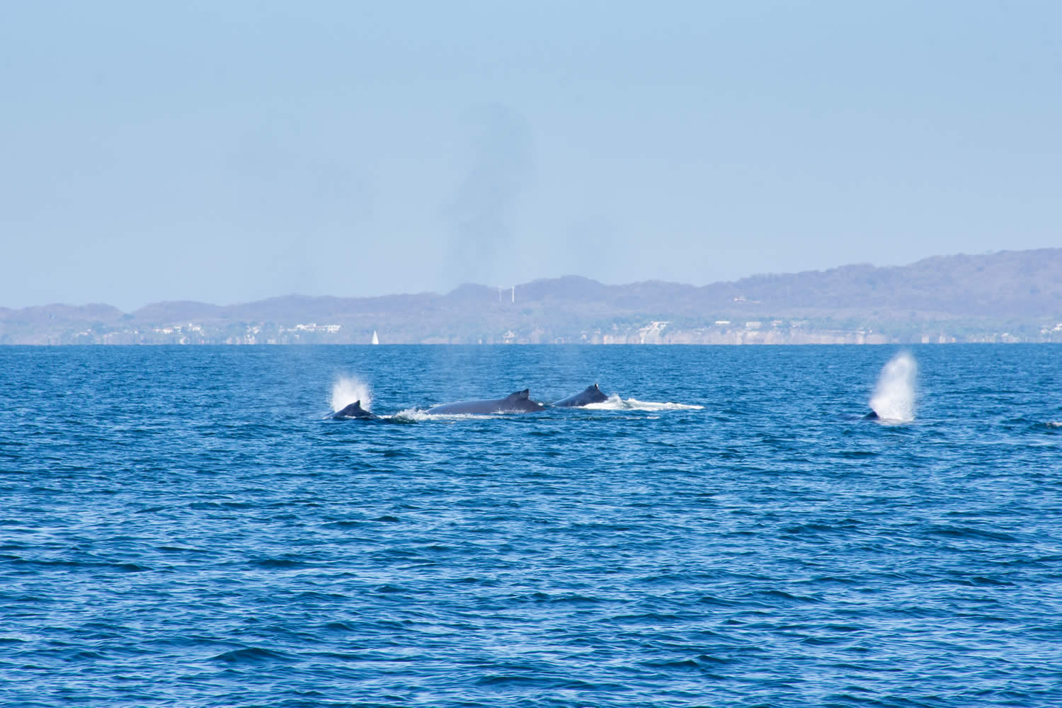 Temporada de Avistamiento de Ballenas en Puerto Vallarta