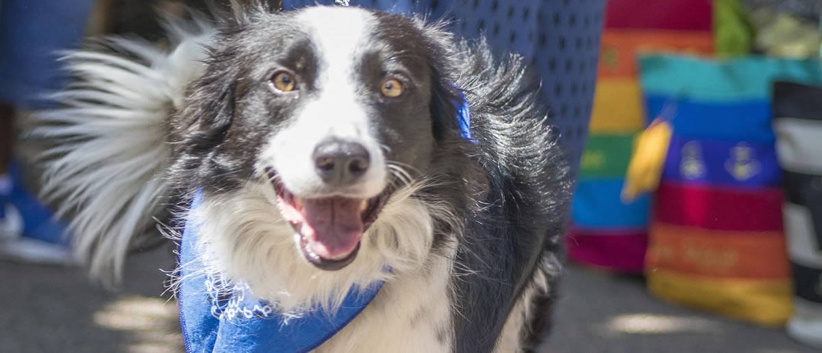 Todo para que tu mascota y tú, tengan un gran viaje