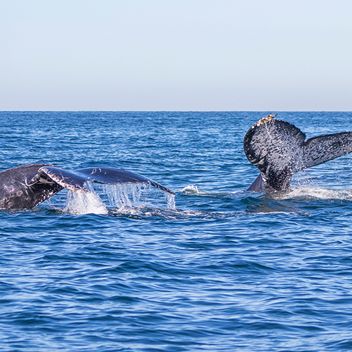 La Madre Naturaleza en Todo su Esplendor