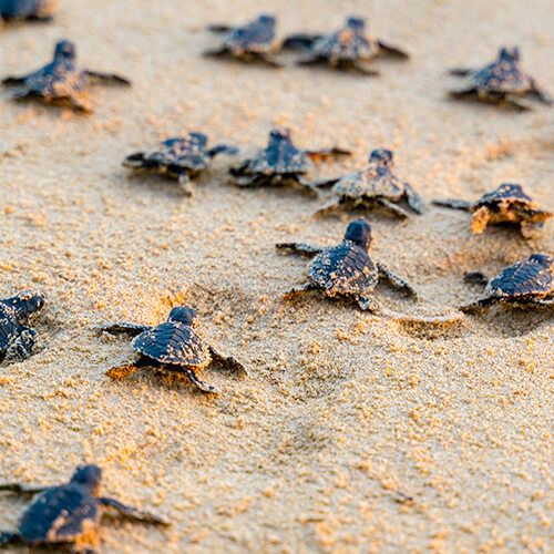 Liberación de tortugas en Puerto Vallarta, una aventura de la arena al mar