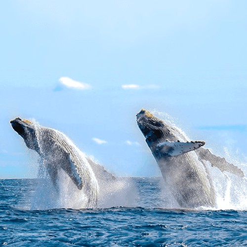 Todo lo que necesitas saber sobre el avistamiento de ballenas