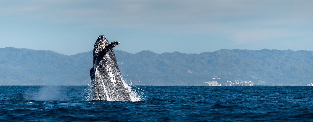 Puerto Vallarta whale-watching
