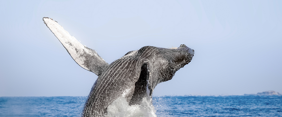 Avistamiento ballenas Puerto Vallarta