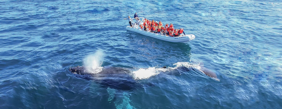 Whale watching tour in Puerto Vallarta.