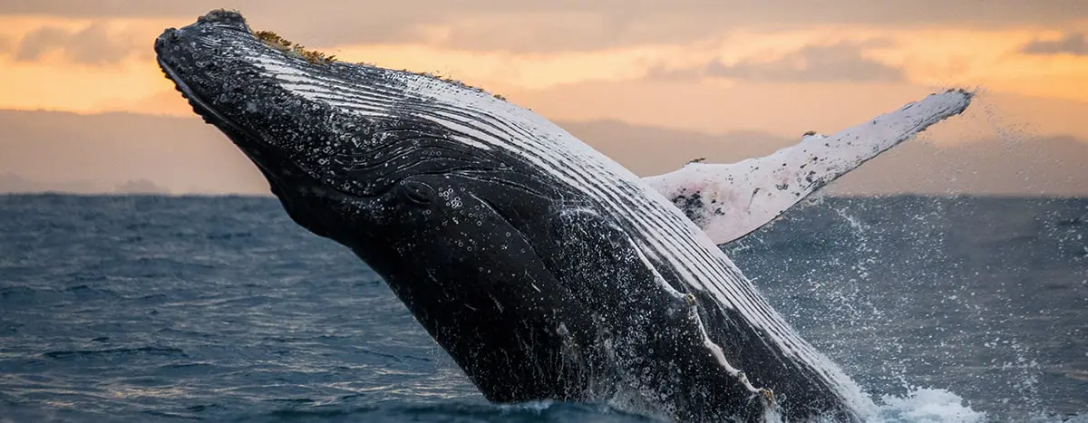 A humpback whale breaches out of the water, showing its distinctive black and white body and long flippers. The sunset sky is visible in the background.